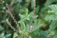 Digera muricata